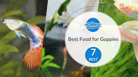 The Best Food for Guppy Fish: Complete Guide .